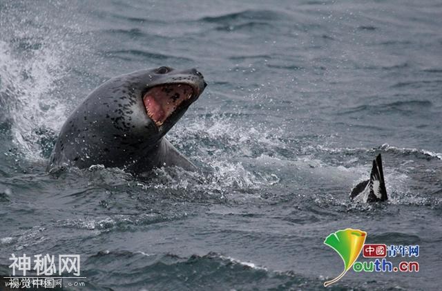 《我们的星球》摄影组拍到2只豹海豹共享猎物 科学家直言罕见-3.jpg