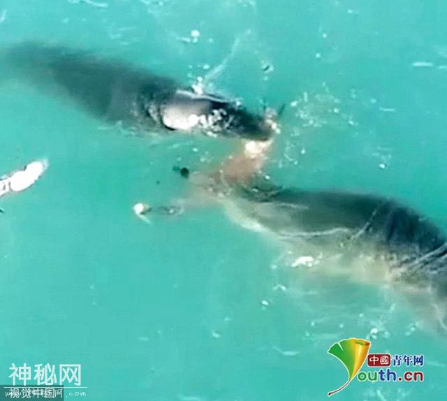 《我们的星球》摄影组拍到2只豹海豹共享猎物 科学家直言罕见-5.jpg