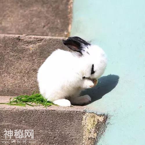 索达吉堪布：为什么要吃素、环保、爱动物？-1.jpg