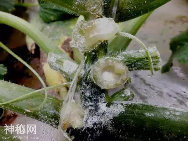 高温高湿，别说细菌病害难治，那是你没选对药！这19种药剂来挑-12.jpg