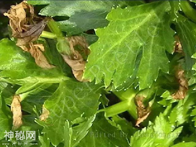 高温高湿，别说细菌病害难治，那是你没选对药！这19种药剂来挑-7.jpg