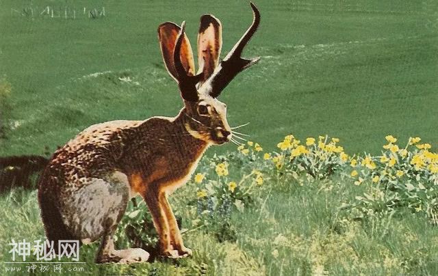 这种病毒让兔子长出鹿角，还致人患上致命癌症-2.jpg