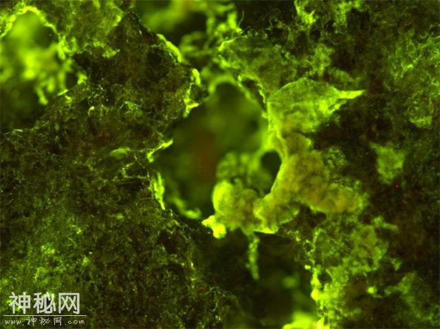 太空矿工？新型实验利用细菌为人类在太空中“采矿”-1.jpg