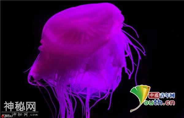 南非发现罕见粉色水母 已有近二十年未见-2.jpg
