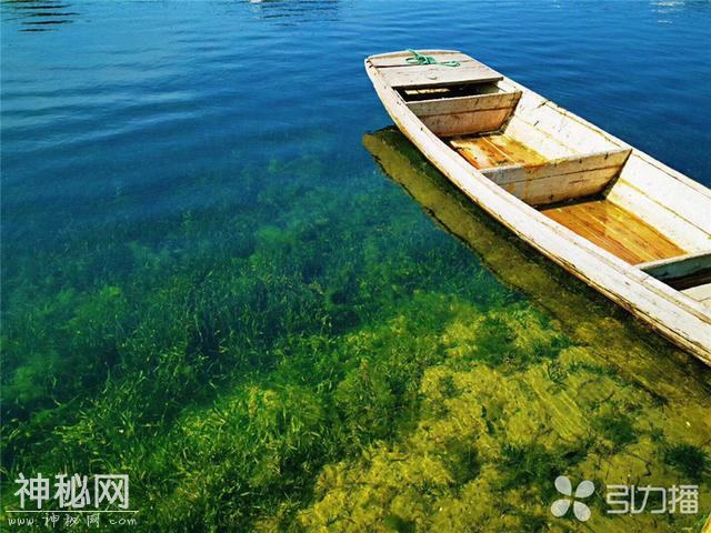 生物、植物、微生物重构生态系统 苏州打造出10余条“水下森林”样板河-1.jpg