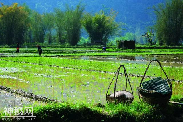 明仕壮族农耕民俗文化节 | 田园抢鱼抢鸡大战即将开始！-2.jpg