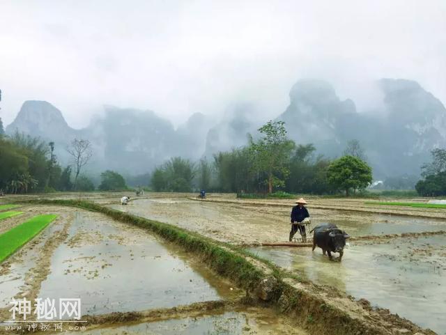 明仕壮族农耕民俗文化节 | 田园抢鱼抢鸡大战即将开始！-3.jpg