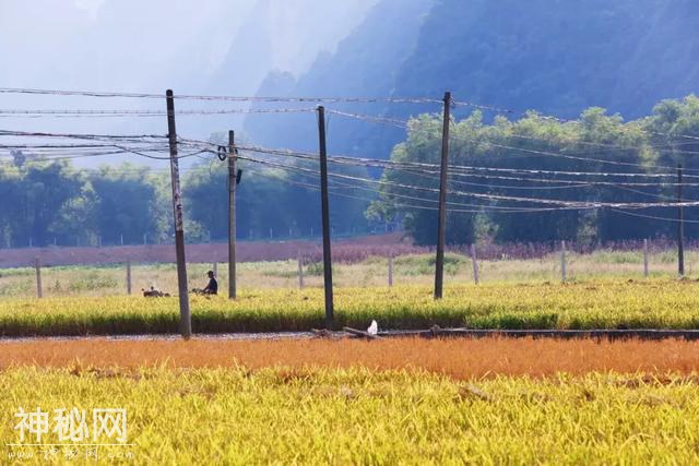 明仕壮族农耕民俗文化节 | 田园抢鱼抢鸡大战即将开始！-24.jpg