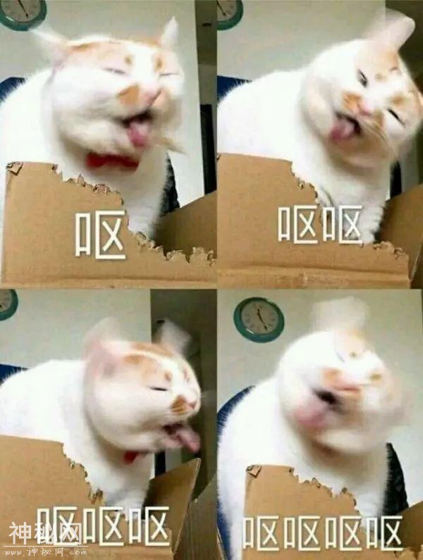 表情包 | 搞搞笑笑表情包包-12.jpg