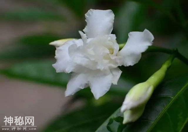 买栀子千万别贪便宜，小心买到这假货“狗牙花”，养到开花才发现-2.jpg