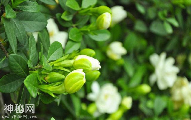 买栀子千万别贪便宜，小心买到这假货“狗牙花”，养到开花才发现-7.jpg
