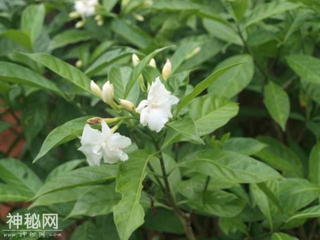 买栀子千万别贪便宜，小心买到这假货“狗牙花”，养到开花才发现-3.jpg