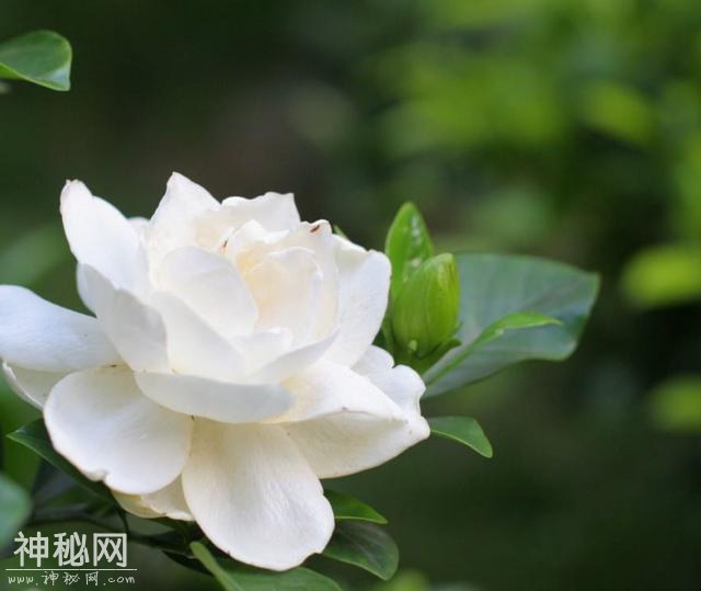 买栀子千万别贪便宜，小心买到这假货“狗牙花”，养到开花才发现-1.jpg