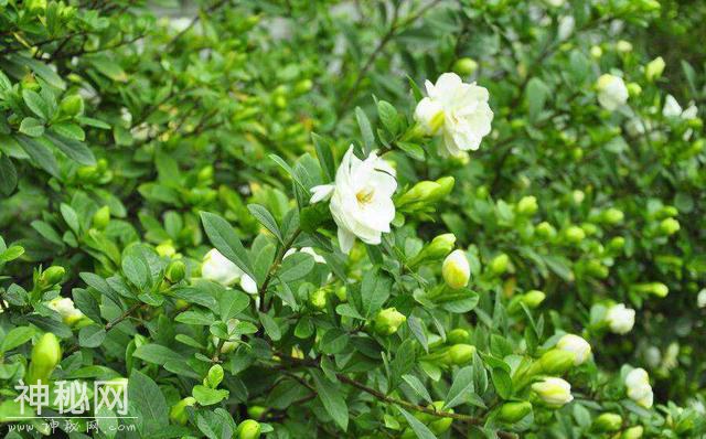 买栀子千万别贪便宜，小心买到这假货“狗牙花”，养到开花才发现-4.jpg