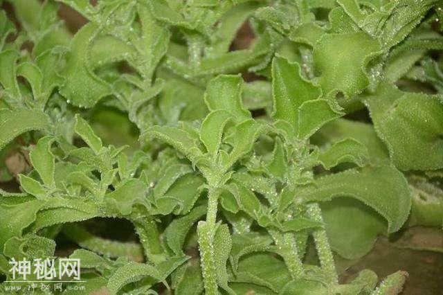 贵族菜“冰菜”的保健功能、发展前景及高效栽培方法-4.jpg