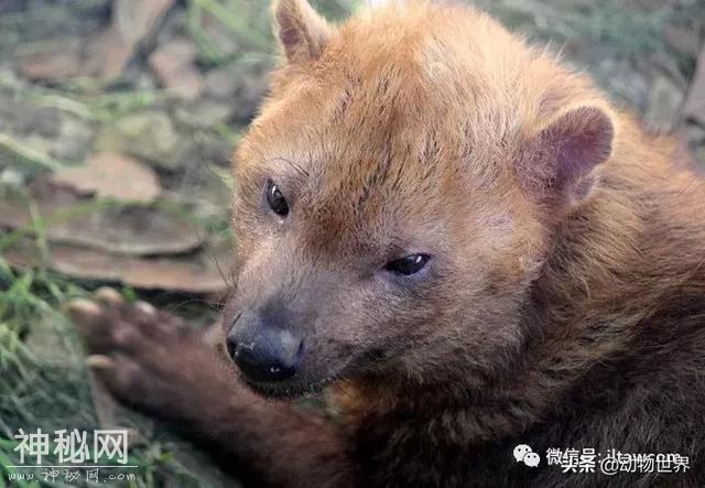 趾上有蹼的犬科动物-薮犬-4.jpg