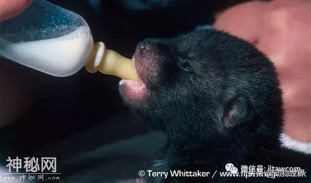 趾上有蹼的犬科动物-薮犬-13.jpg