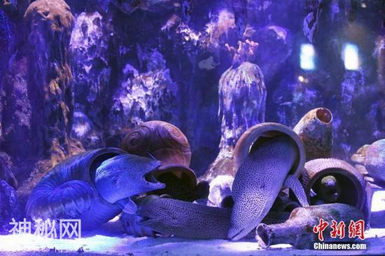 尼斯湖水怪之谜揭晓？科学家：可能是巨鳗-1.jpg