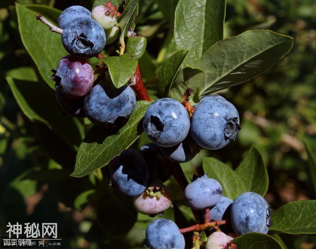 蓝莓｜可以年赚百万的保健果品-3.jpg