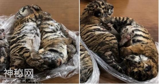 越南走私野生动物泛滥！3男子冷冻7只老虎幼崽，藏在汽车内被抓获-1.jpg