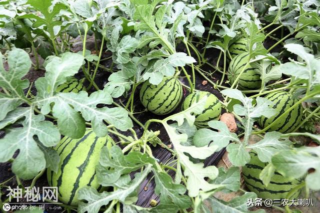 南瓜有蚜虫、西瓜病毒病，愁坏了瓜农？这样防治，轻松搞定-3.jpg