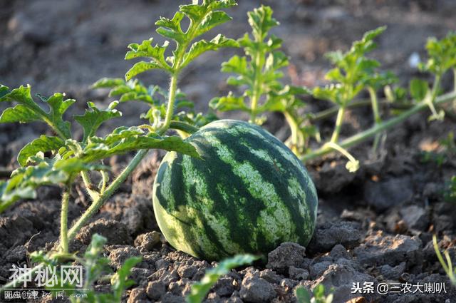 南瓜有蚜虫、西瓜病毒病，愁坏了瓜农？这样防治，轻松搞定-4.jpg