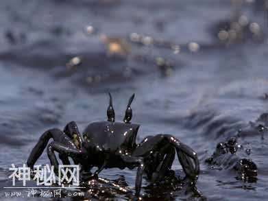 夜市烧烤真的“很脏”，这些细菌寄生虫，一不小心就被你吃下去了-5.jpg