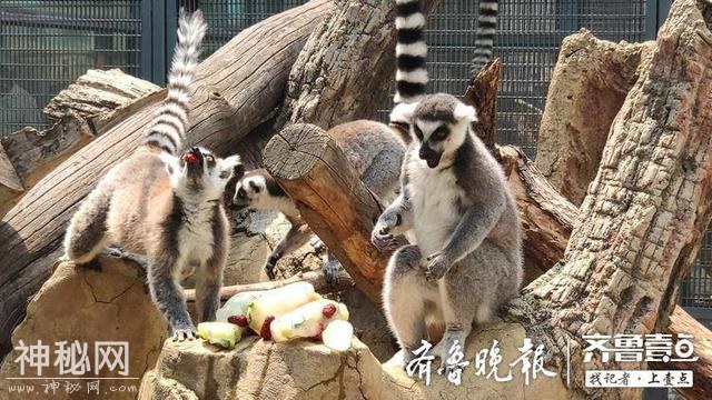 三伏天热热热 烟台的动物们如何度夏？秘籍都在这里-1.jpg