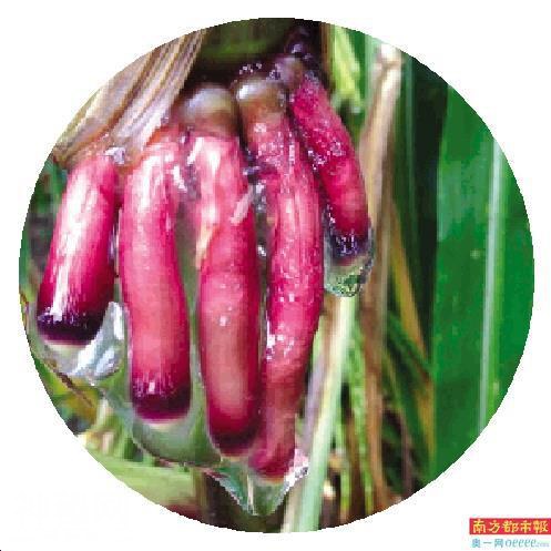 用高科技喂饱地球人-5.jpg