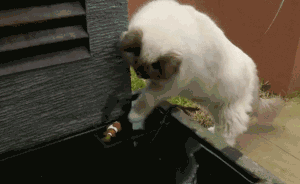 搞笑GIF：好有爱的买喵星人，最爱吃的鱼都放过了-2.jpg