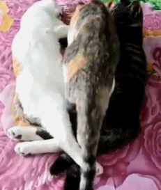 搞笑GIF：好有爱的买喵星人，最爱吃的鱼都放过了-4.jpg