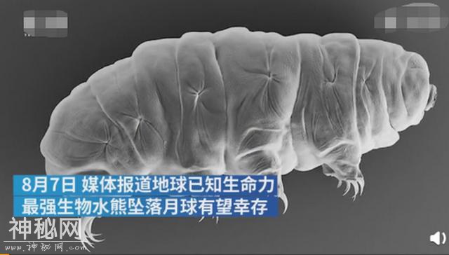 地球最强生物水熊坠落月球或幸存 网友脑补了一出“星球大战”-1.jpg