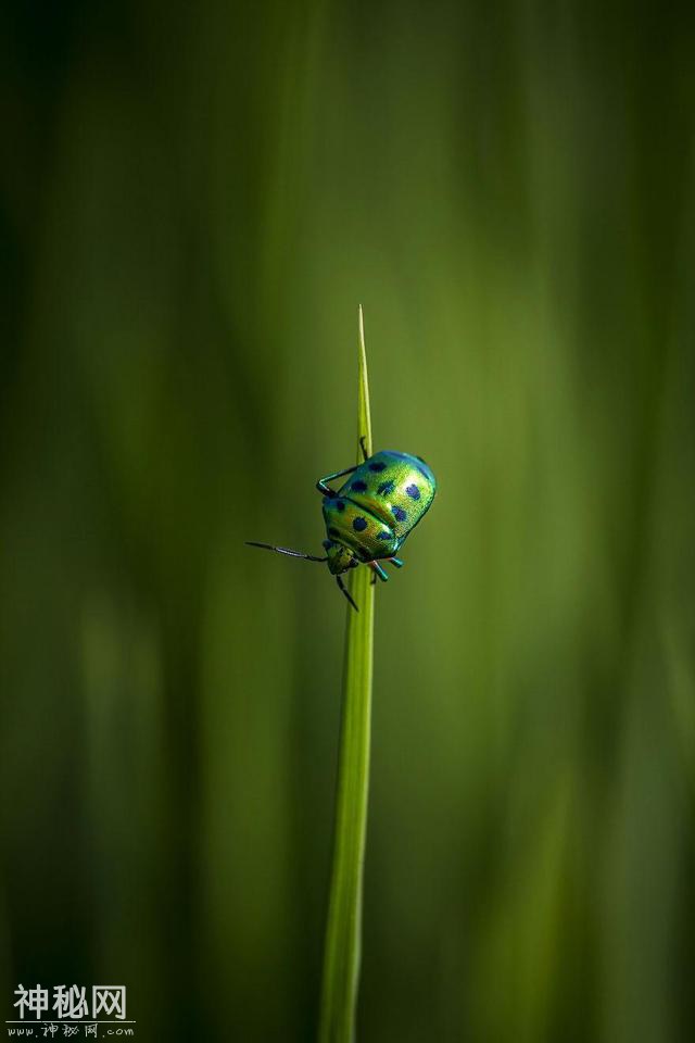 小型生物的世界如此奇妙瑰丽 万物皆有独特之美-6.jpg