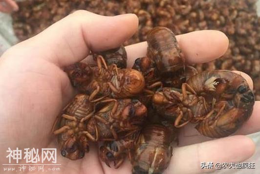 知了猴数量少了，有人担心几十年后知了猴成为保护动物，会吗？-1.jpg