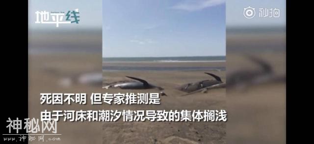 BBC：如果动物会说话，我们早已在审判台上，被判了终生监禁-5.jpg
