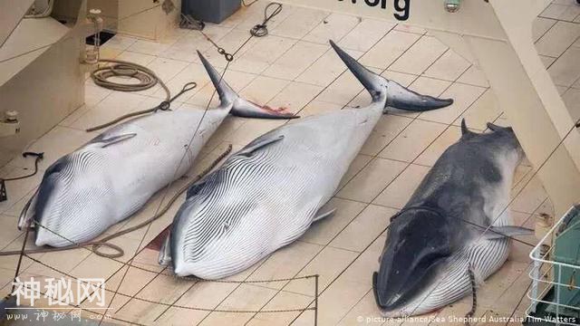 BBC：如果动物会说话，我们早已在审判台上，被判了终生监禁-16.jpg
