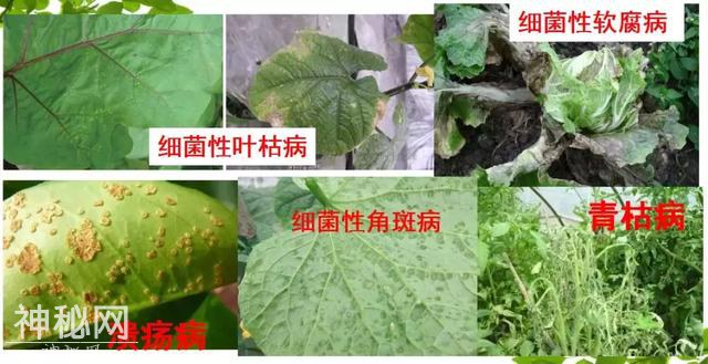 高温高湿！！！细菌病害难治不住？这些药你都知道吗？-1.jpg