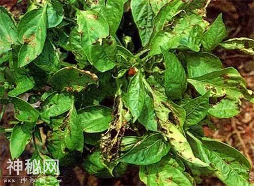 高温高湿！！！细菌病害难治不住？这些药你都知道吗？-4.jpg