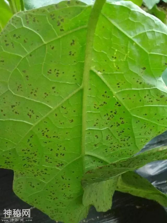 高温高湿！！！细菌病害难治不住？这些药你都知道吗？-5.jpg