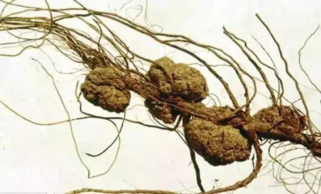 高温高湿！！！细菌病害难治不住？这些药你都知道吗？-13.jpg