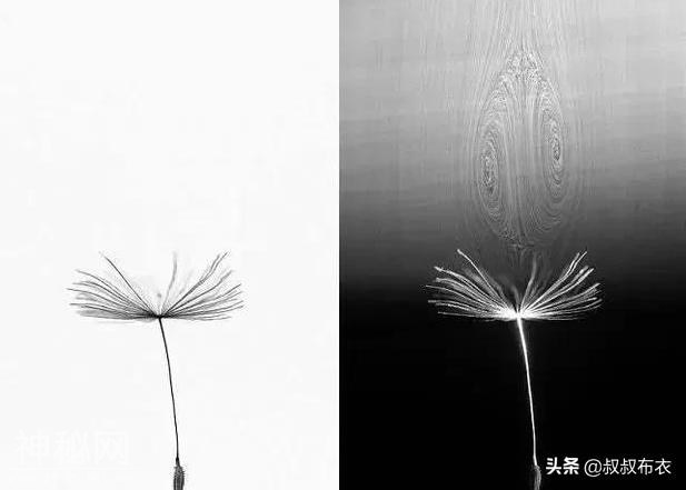 科学家观察蒲公英飞行方式，发现奇怪现象：人类或可以造飞碟-3.jpg