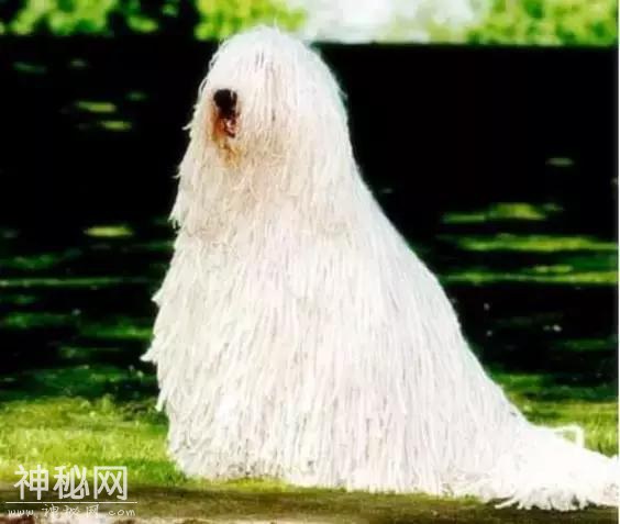 这60种动物，太罕见了，你可能一个都没见过-15.jpg