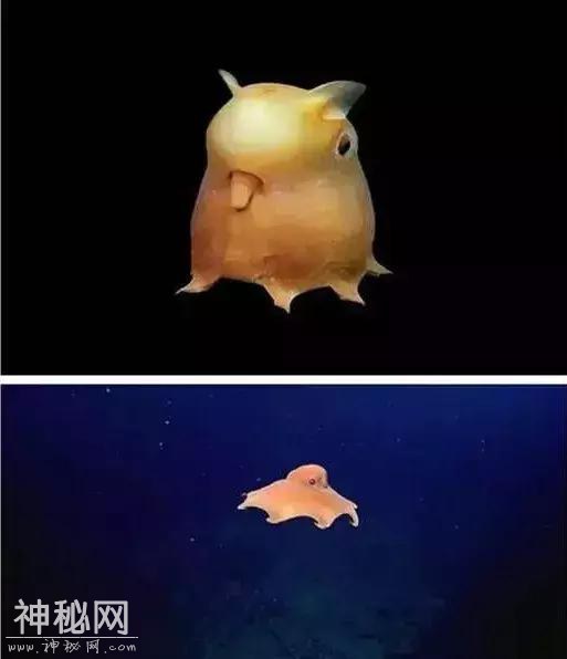 这60种动物，太罕见了，你可能一个都没见过-24.jpg
