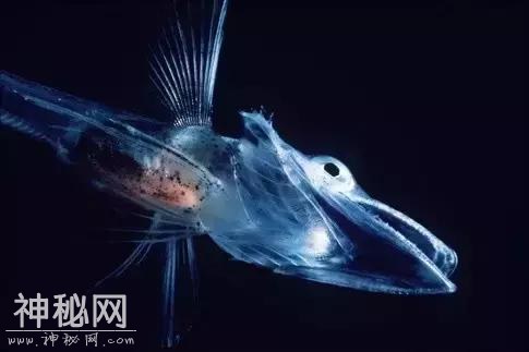 这60种动物，太罕见了，你可能一个都没见过-35.jpg