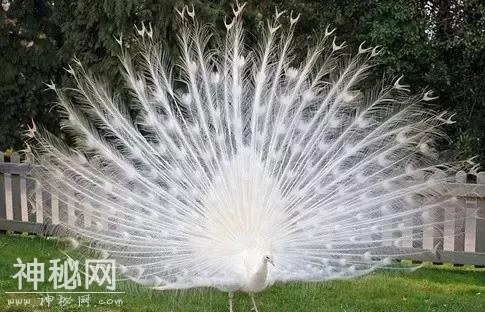 这60种动物，太罕见了，你可能一个都没见过-56.jpg
