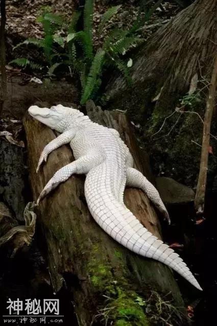 这60种动物，太罕见了，你可能一个都没见过-53.jpg