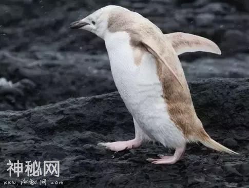 这60种动物，太罕见了，你可能一个都没见过-65.jpg