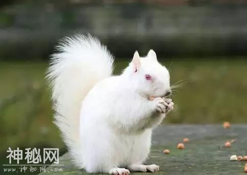 这60种动物，太罕见了，你可能一个都没见过-66.jpg