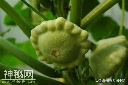 飞碟瓜的种植方法-2.jpg