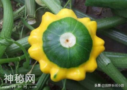 飞碟瓜的种植方法-1.jpg
